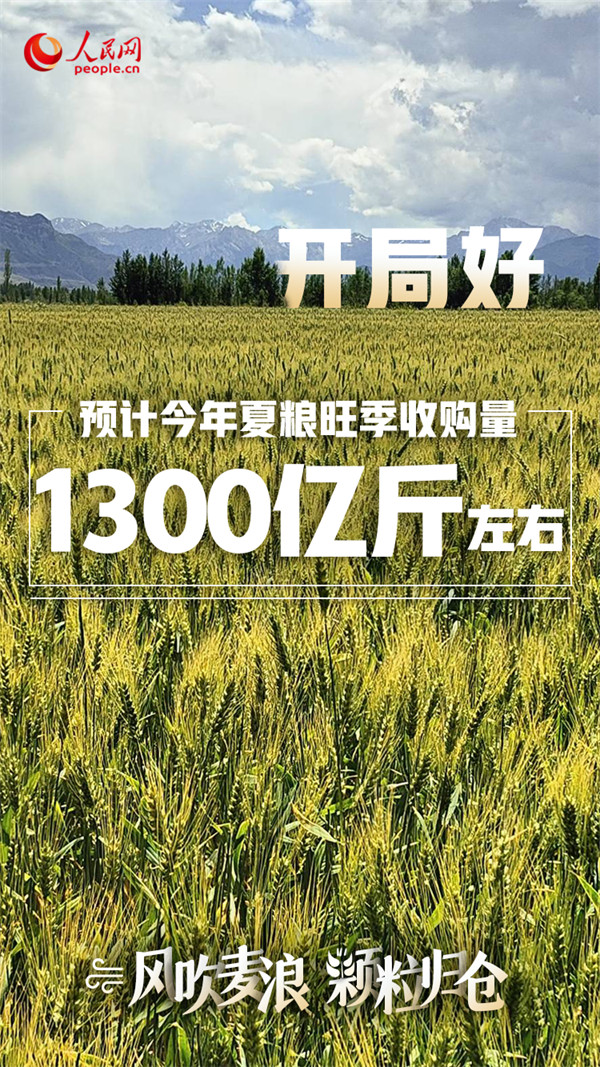 大国“粮”策|进度快、品质好、保障足 全国夏粮生产丰收在望